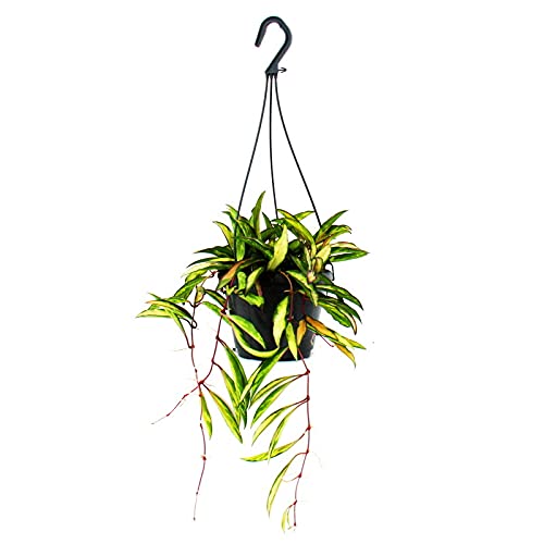 Exotenherz - Zimmerpflanze zum Hängen - Hoya wayetii tricolor - Wachsblume 14cm Ampel von exotenherz