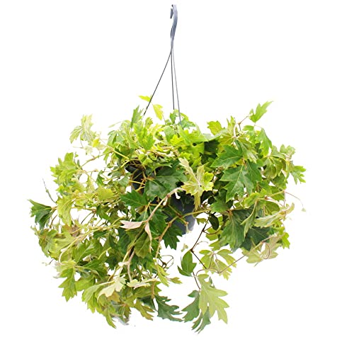 Exotenherz - Zimmerpflanze zum Hängen - Königswein - Cissus rhombifolia Ellen Danica - 19cm Ampel-Topf zum Hängen Exotenherz - Zimmerpflanze zum Hängen - Königswein - Cissus rhombifolia Ellen Danica - 19cm Ampel-Topf zum Hängen von exotenherz