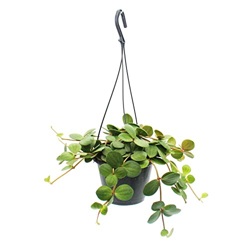 Exotenherz - Zimmerpflanze zum Hängen - Peperomia tetraphylla - hängender Zwergpfeffer - 14cm Ampel von exotenherz