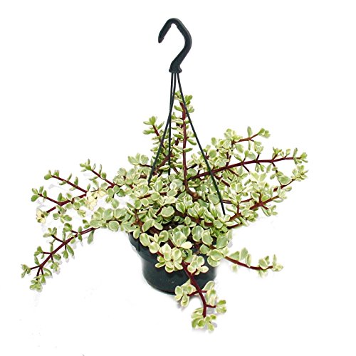 Exotenherz - Zimmerpflanze zum Hängen - Portulacaria afra var. - Jadebaum 14cm Ampel Exotenherz - Zimmerpflanze zum Hängen - Portulacaria afra var. - Jadebaum 14cm Ampel von exotenherz