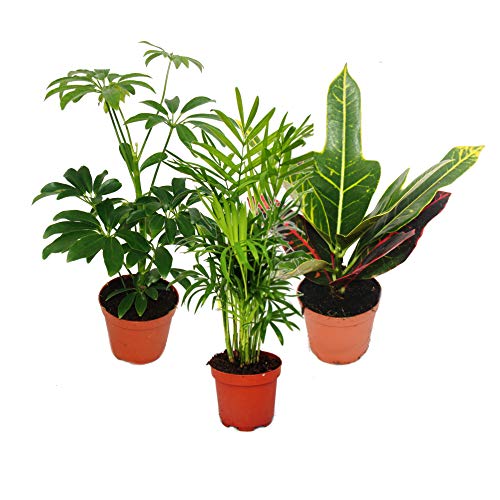 Exotenherz - Zimmerpflanzen Set mit 3 Pflanzen - Typ 1-9cm von exotenherz