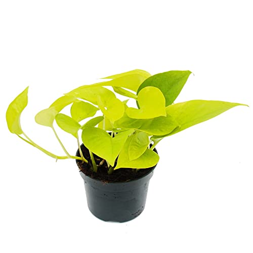 Exotenherz - gelb-grüne Efeutute - Epipremnum Golden Pothos - Scindapsus - 12cm Topf - Zimmerpflanze von exotenherz