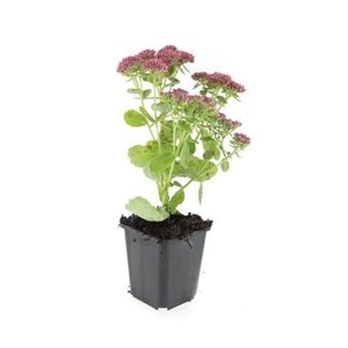 Fette Henne - Sedum telephium 'Herbstfreude' - pflegeleichte Staude - 9cm Topf - Set mit 60 Pflanzen Fette Henne - Sedum telephium 'Herbstfreude' - pflegeleichte Staude - 9cm Topf - Set mit 60 Pflanzen von exotenherz