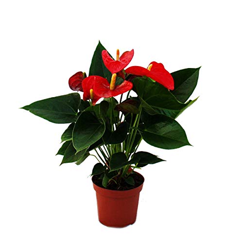 Exotenherz - Flamingoblume "Sierra Red" rot Anthurium andreanum 14cm von exotenherz