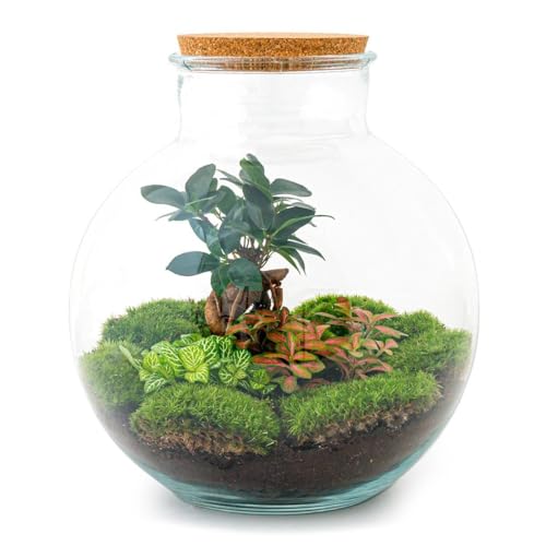 Flaschengarten "Bolder Bob" - DIY-Pflanzenterrarium - 30 cm - mit Ficus Bonsai - incl. Rechen, Schaufel, Pinzette und Schere Flaschengarten "Bolder Bob" - DIY-Pflanzenterrarium - 30 cm - mit Ficus Bonsai - incl. Rechen, Schaufel, Pinzette und Schere von exotenherz
