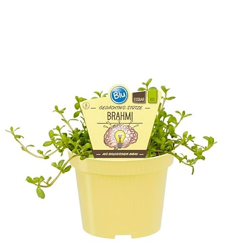 Gedächtnisstütze Brahmi in BIO-Qualität - Bacopa monnieri - Kräuterpflanze im 12cm Topf von exotenherz