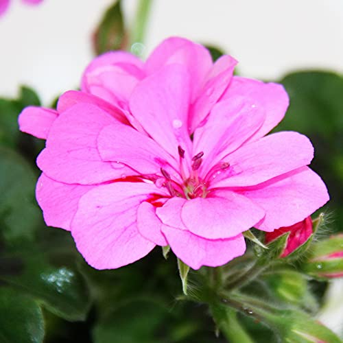 Geranien hängend - Pelargonium peltatum - 12cm Topf - Set mit 3 Pflanzen - helles violett von exotenherz