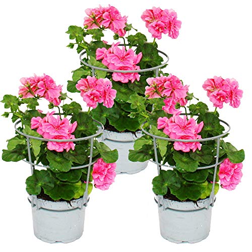 Geranien hängend - Pelargonium peltatum - 12cm Topf - Set mit 3 Pflanzen - rosa von exotenherz