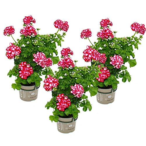 Geranien hängend - Pelargonium peltatum - 12cm Topf - Set mit 3 Pflanzen - zweifarbig rot-weiß von exotenherz