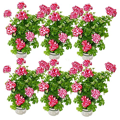 Geranien hängend - Pelargonium peltatum - 12cm Topf - Set mit 6 Pflanzen zweifarbig rot-weiß von exotenherz