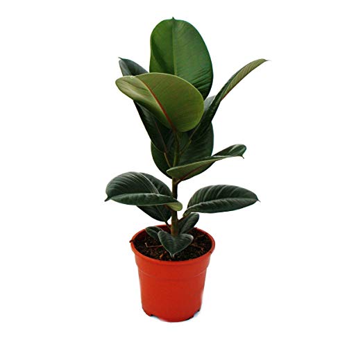 Exotenherz - Gummibaum-Duo - 2er Set mit 2 versch. Ficus elastica Pflanzen - 17cm Topf von exotenherz