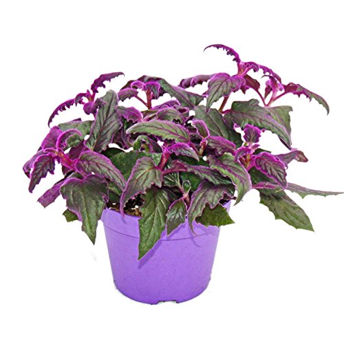 Exotenherz - Gynura Purple Passion - Samtblatt - Samtnessel - lilafarbene Pflanze 12cm von exotenherz