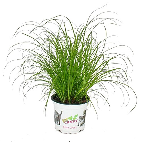 Exotenherz - Katzengras - Cyperus alternifolius - 3 Pflanzen - zur Verdauungsunterstützung von Katzen von exotenherz