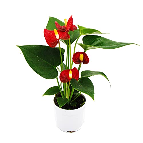 Kleine Flamingoblume - Anthurium andreanum - Baby-Anthurie - Mini-Pflanze - 7cm Topf - rot blühend - Red Champion von exotenherz