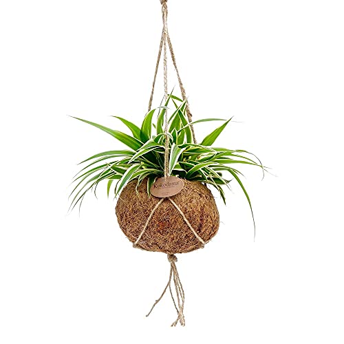 Exotenherz - Kokodama - Chlorophytum im Kokodama-Gefäß zum Hängen - Grünlilie - ca. 15cm Exotenherz - Kokodama - Chlorophytum im Kokodama-Gefäß zum Hängen - Grünlilie - ca. 15cm von exotenherz
