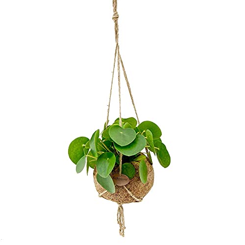 Exotenherz - Kokodama - Glückstaler im XL-Kokodama-Gefäß zum Hängen - Pilea peperomioides - ca. 17cm von exotenherz