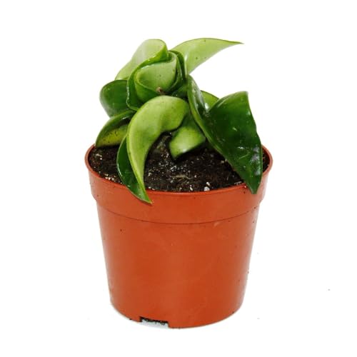 Mini-Pflanze - Hoya carnosa compacta - fleischige Porzellanblume - Wachsblume - Baby-Plant - 6,5cm Topf Mini-Pflanze - Hoya carnosa compacta - fleischige Porzellanblume - Wachsblume - Baby-Plant - 6,5cm Topf von exotenherz