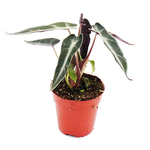 Mini-Pflanzen - Set mit 5 grünlaubigen Mini Pflanzen - Ideal für kleine Schalen und Gläser - Baby-Plant im 5,5cm Topf von exotenherz