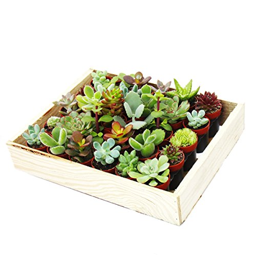 Exotenherz - Mini-Sukkulenten 3,5cm Topf - Holzkiste mit 30 Pflanzen von exotenherz