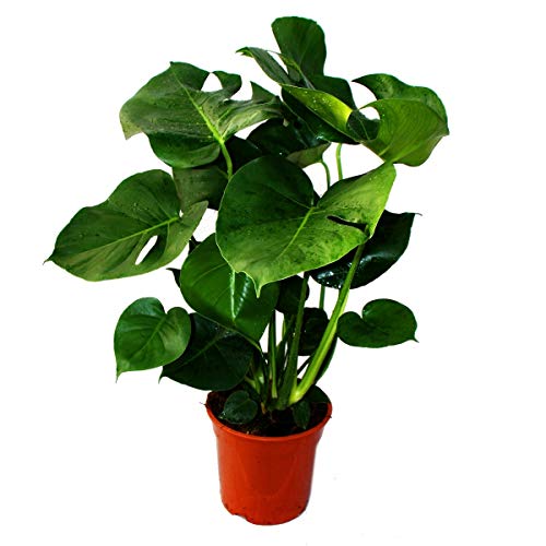 Exotenherz - Monstera deliciosa - Fensterblatt - 21cm Topf - ca. 50-60cm hoch von exotenherz