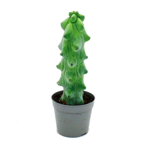 Myrtillocactus geometrizans cv. fukurokuryuzinboku - Boobie-Kaktus - seltener Heidelbeerkaktus - 6,5cm Topf von exotenherz