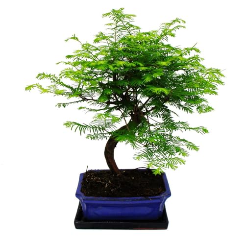 Outdoor-Bonsai Metasequoia glyptostroboides - Urwelt-Mmutbaum - 23cm Schale von exotenherz