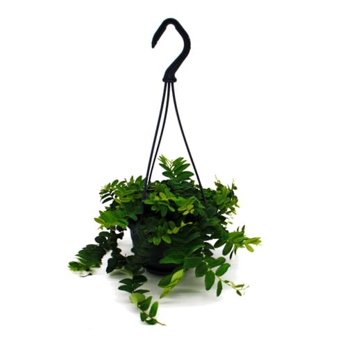 Pflegeleichte Mini-Ampelpflanze - Marcgravia umbellata - Schindelpflanze von exotenherz