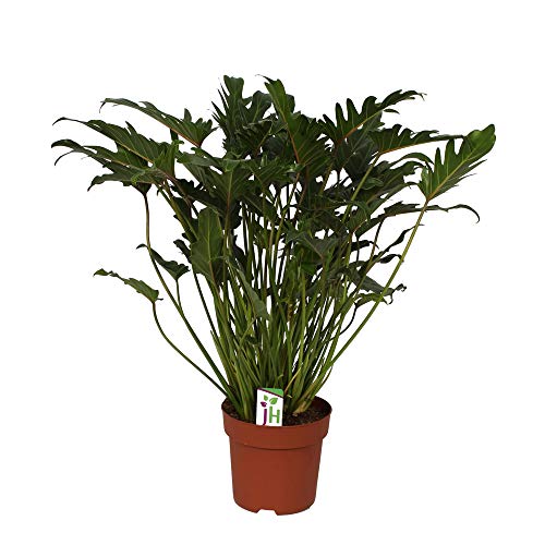 Exotenherz - Philodendron Xanadu im 21cm Topf, Gesamthöhe ca.65cm von exotenherz