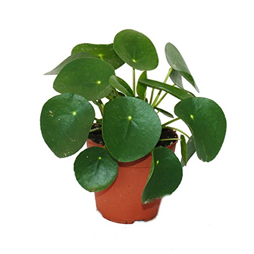 Exotenherz - Pilea peperomioides - Glückstaler - Chinesischer Geldbaum - Bauchnabelpflanze im 11cm Topf von exotenherz