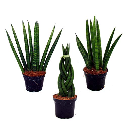 Exotenherz - Sansevieria cylindrica - Pfiffiges 3er Set im 6,5cm Topf - Bogenhanf, Schwiegermutterzunge von exotenherz