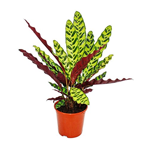 Exotenherz - Schattenpflanze mit ausgefallenem Blattmuster - Calathea lancifolia - 14cm Topf - ca. 50cm hoch von exotenherz