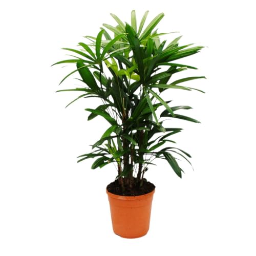 Steckenpalme - Rhapis excelsa - Bambuspalme - 21cm Topf - 80-100cm hoch von exotenherz