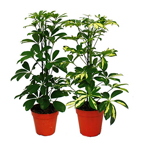 Exotenherz - Strahlenaralie Duo - Schefflera - weiss-grünlaubig - 12cm Topf - 2 Pflanzen von exotenherz