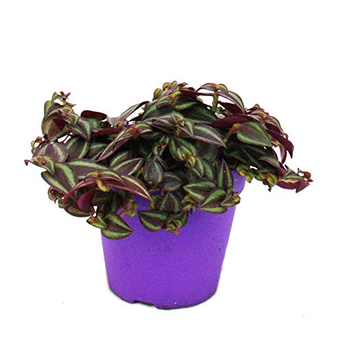 Exotenherz - Tradescantia Purple Passion - Dreimasterblume mit lila Blättern - 12cm Topf von exotenherz