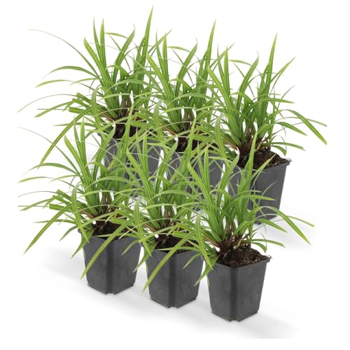 Ziergras - Japanische Teppich-Segge - Carex morrowii 'Irish Green' - 9cm Topf - Set mit 6 Pflanzen von exotenherz