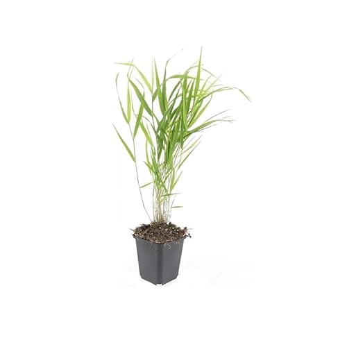 Ziergras - Japanisches Waldgras - Hakonechloa macra - 9cm Topf - Set mit 20 Pflanzen von exotenherz