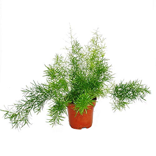 Exotenherz - Zierspargel - Asparagus densiflorus sprengeri - Pflegeleichte Grünpflanze 12cm Topf Exotenherz - Zierspargel - Asparagus densiflorus sprengeri - Pflegeleichte Grünpflanze 12cm Topf von exotenherz