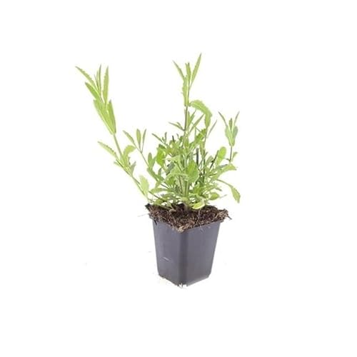 Zierstaude - Eisenkraut - Verbena bonariensis - 9cm Topf - Set mit 12 Pflanzen Zierstaude - Eisenkraut - Verbena bonariensis - 9cm Topf - Set mit 12 Pflanzen von exotenherz
