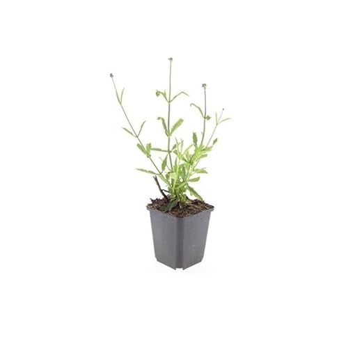 Zierstaude - Eisenkraut - Verbena bonariensis 'Lollipop' - 9cm Topf - Set mit 12 Pflanzen von exotenherz
