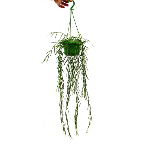 Zimmerpflanze zum Hängen - Hoya linearis - Wachsblume 12cm Ampel von exotenherz