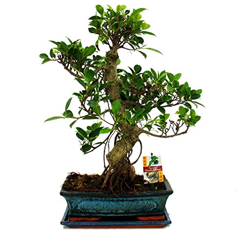 Exotenherz - Bonsai Chinesischer Feigenbaum - Ficus retusa - ca. 12-15 Jahre von exotenherz