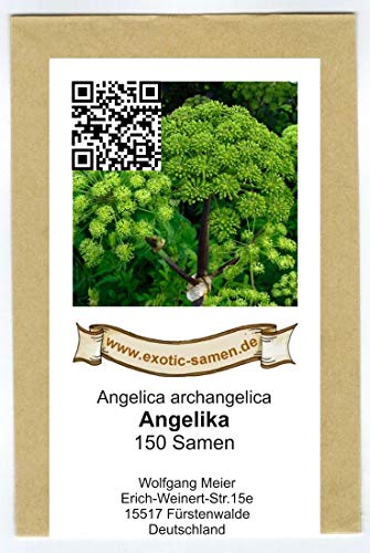 Arznei-Engelwurz – Echter Engelwurz – Angelica archangelica – Gewürz- und Arzneipflanze – 150 Samen von exotic-samen