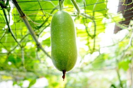 Ash Gourd Wachskürbis Wintermelone Benincasa hispida TCM 5 Samen von exoticsamen.com PREMIUM QUALITY SEEDS