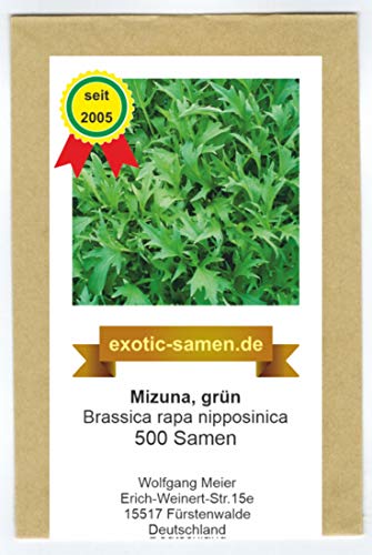 Asiasalat - Mizuna grün - Brassica rapa nipposinica - 500 Samen von exotic-samen