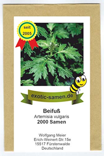 Beifuß - Bienenweide - Gewürzbeifuß - Artemisia vulgaris - 2000 Samen von exotic-samen