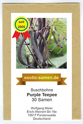 Buschbohne - Kidney-Bohne - Purple Teepee - 30 Samen von exotic-samen