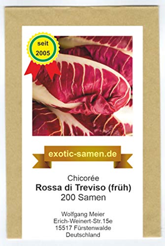 Chicoree rot - Rossa di Treviso precoce - frühe, samenfeste Sorte - 200 Samen von exotic-samen