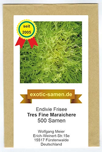 Frisee Endivie - Tres Fine Maraichere - 500 Samen von exotic-samen