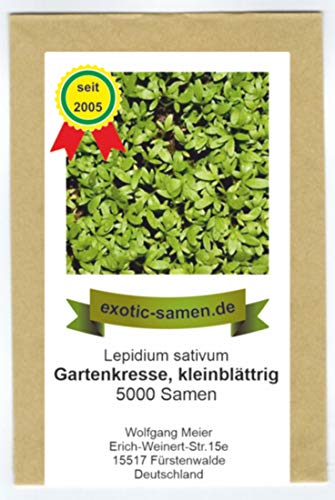 Gartenkresse kleinblättrig - Lepidium Sativum - 5000 Samen von exotic-samen