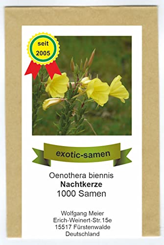 Gemeine Nachtkerze - Heilpflanze - essbar - Insektenmagnet - 1000 Samen von exotic-samen